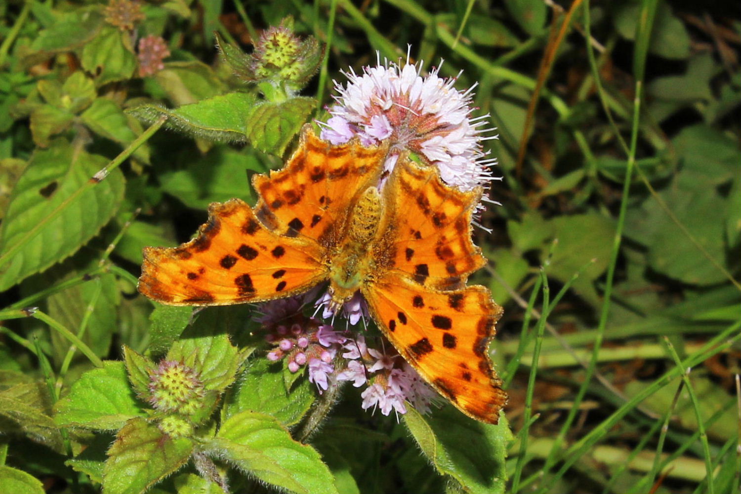 Polygonia c-album o egea ? - c-album